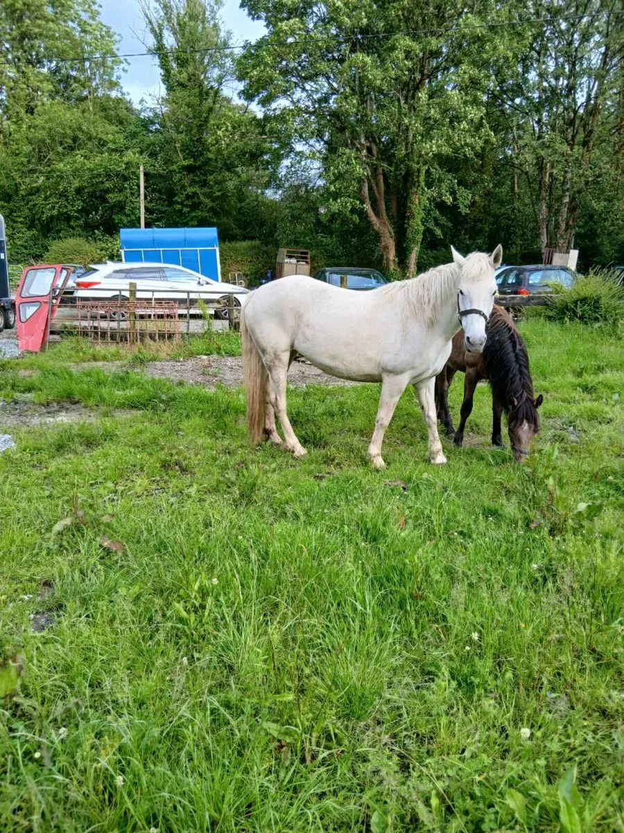 1class commemara mare - Image 3