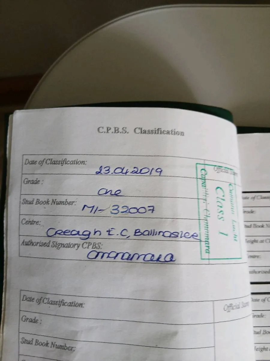 1class commemara mare - Image 4