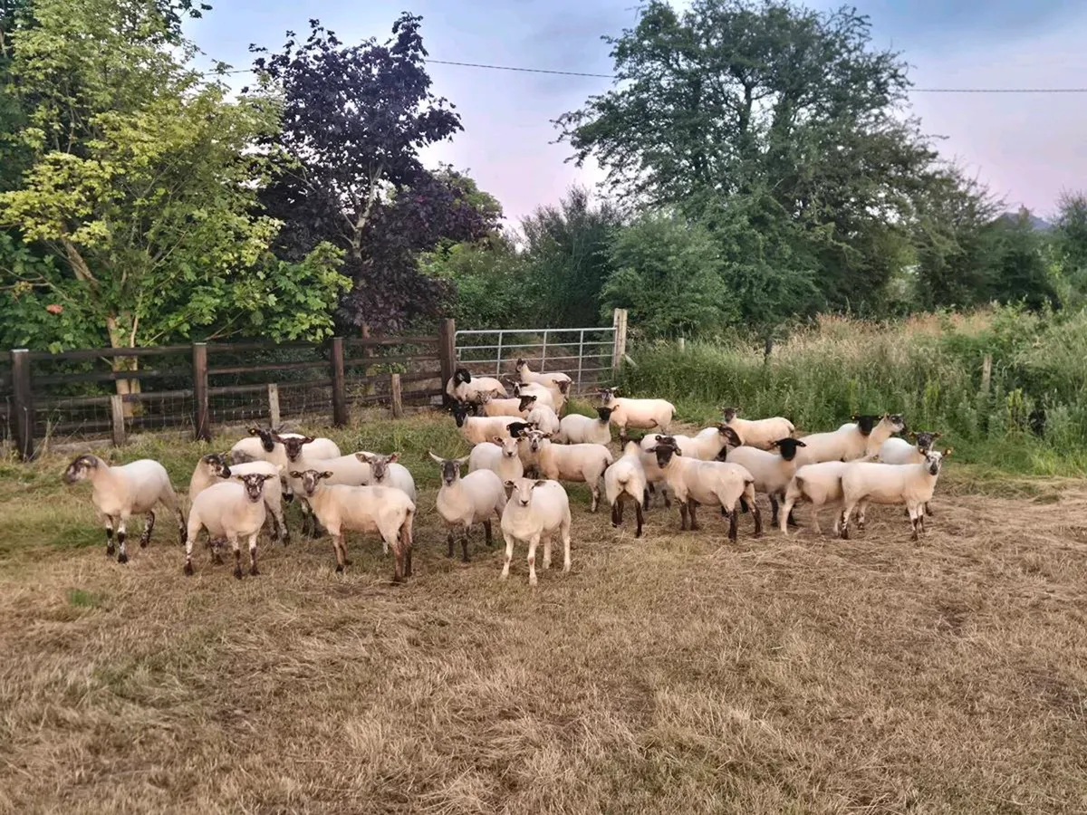 Ewe Hoggets - Image 1