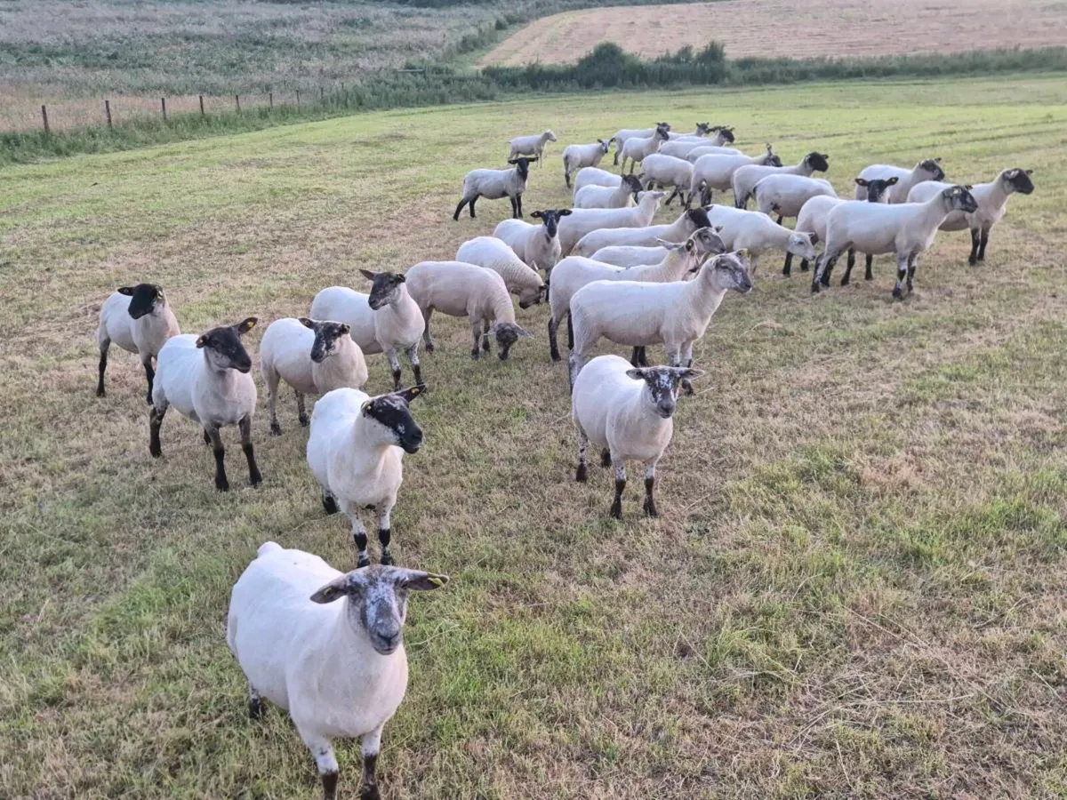 Ewe Hoggets - Image 2