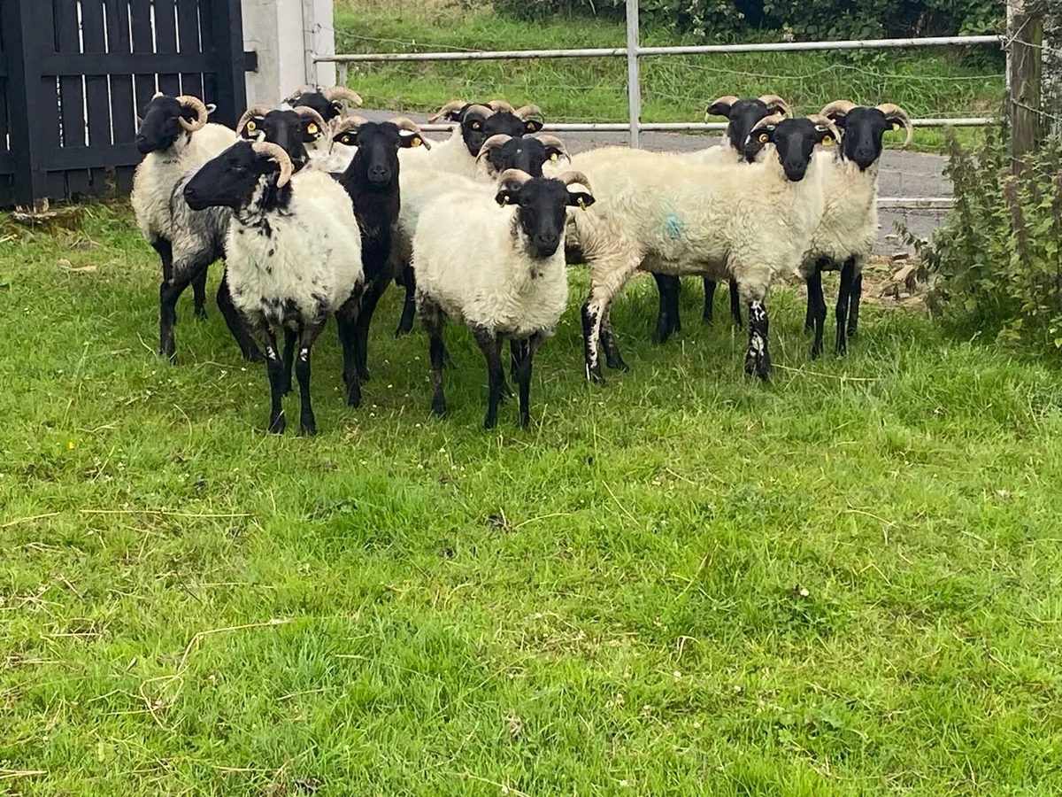 12 Super Horned Hoggets - Image 2
