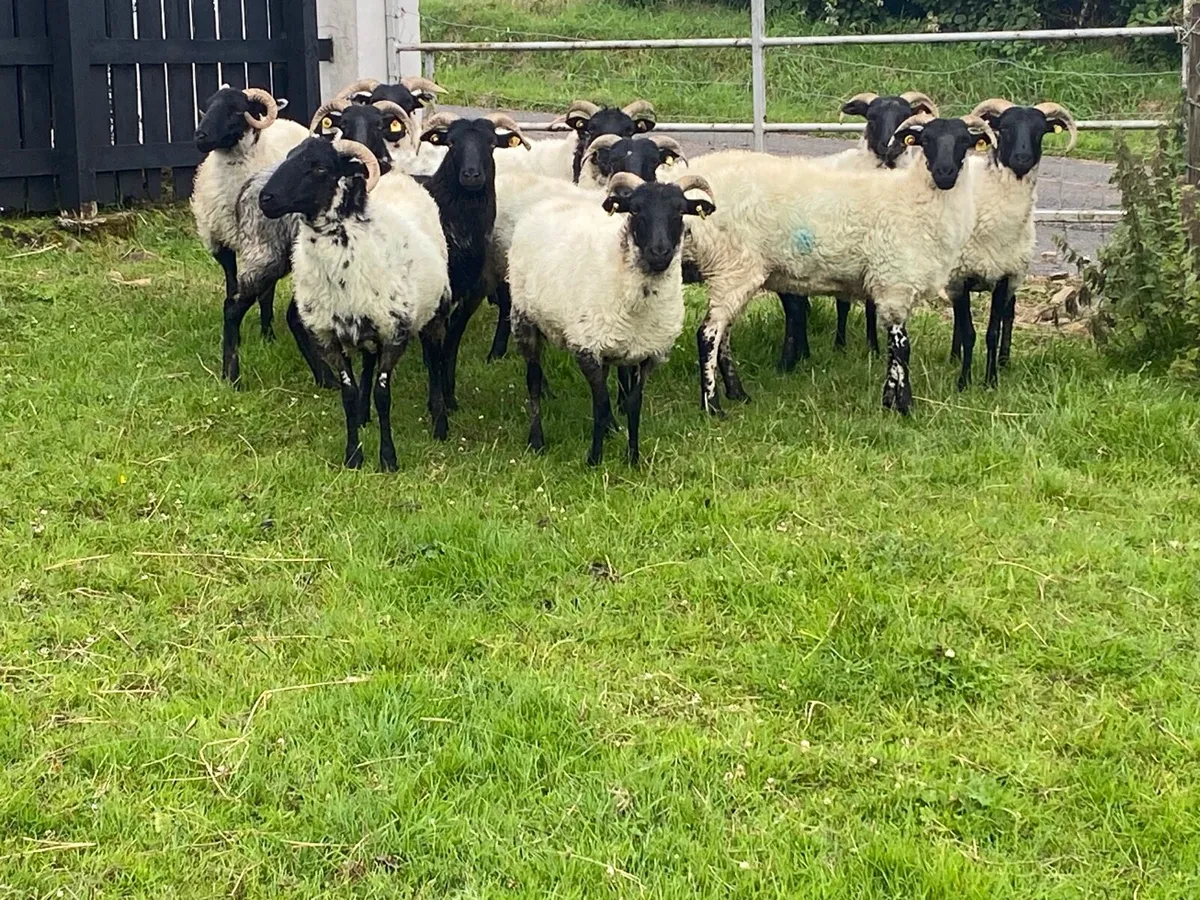 12 Super Horned Hoggets - Image 1
