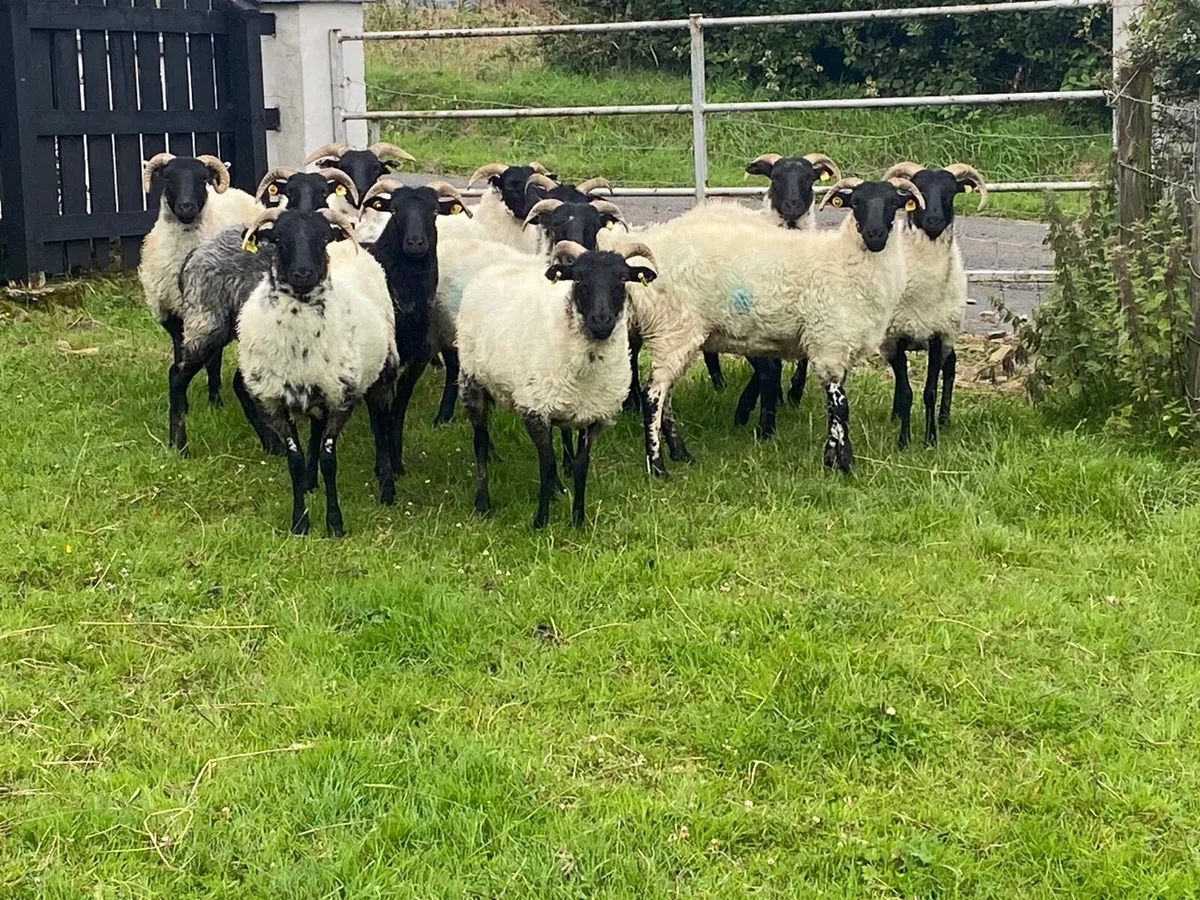 12 Super Horned Hoggets - Image 3