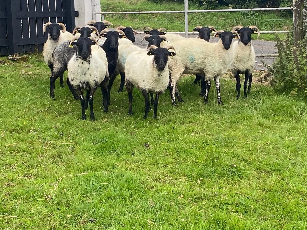 12 Super Horned Hoggets - Image 4