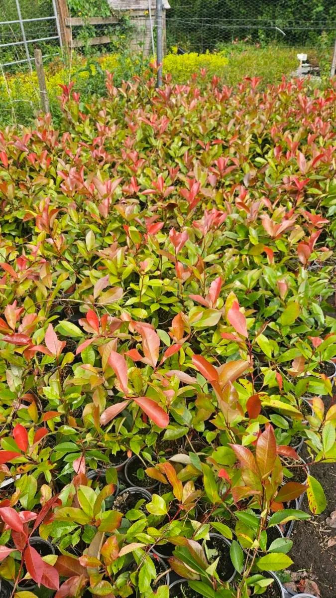 Red Robin Hedging TWO EUROS - Image 1