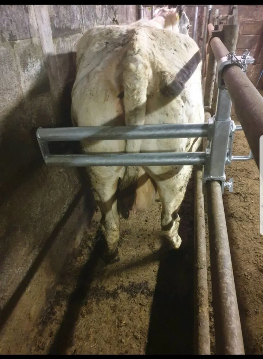 Dehorning Crate Deluxe - Image 4