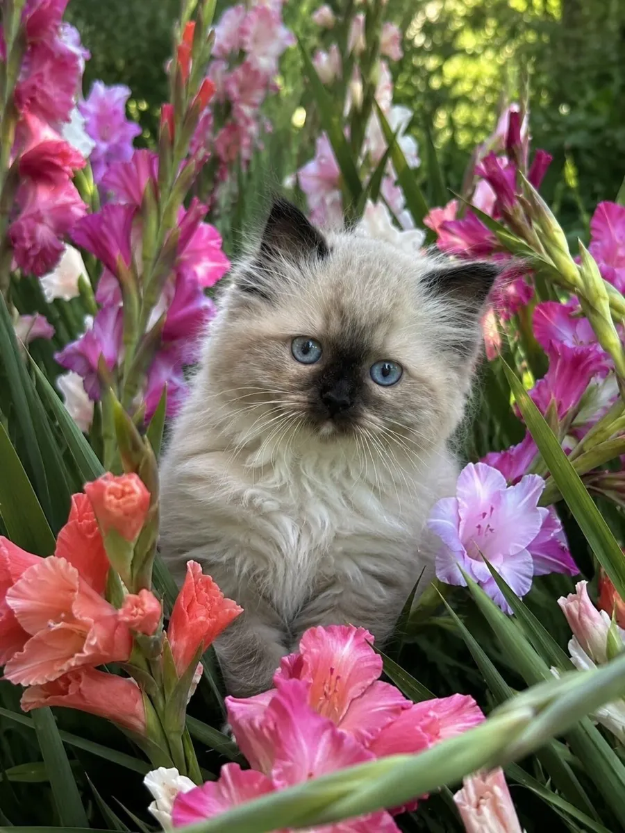 Ragdoll pedigree TICA - Image 3