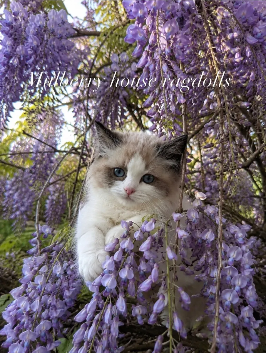 Ragdoll pedigree TICA - Image 1