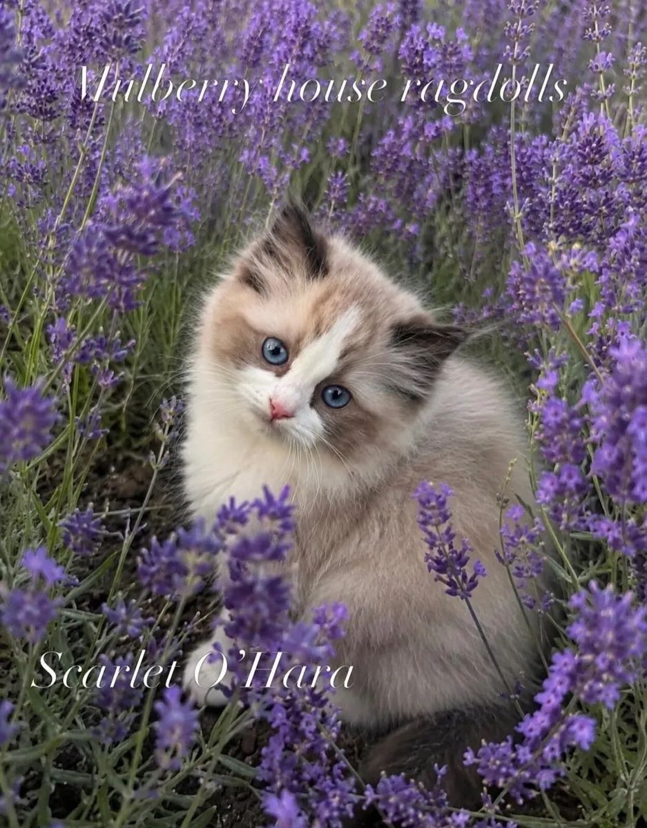Ragdoll pedigree TICA - Image 2