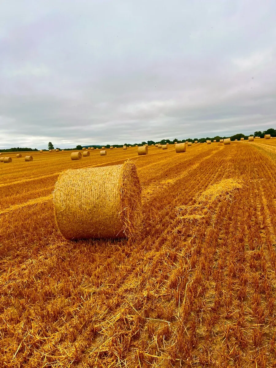 2026 Barley Straw - Image 1