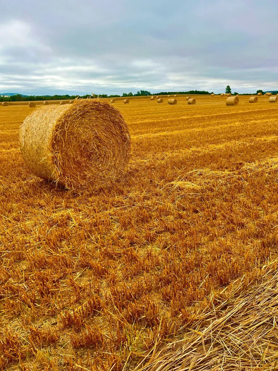 2026 Barley Straw - Image 2