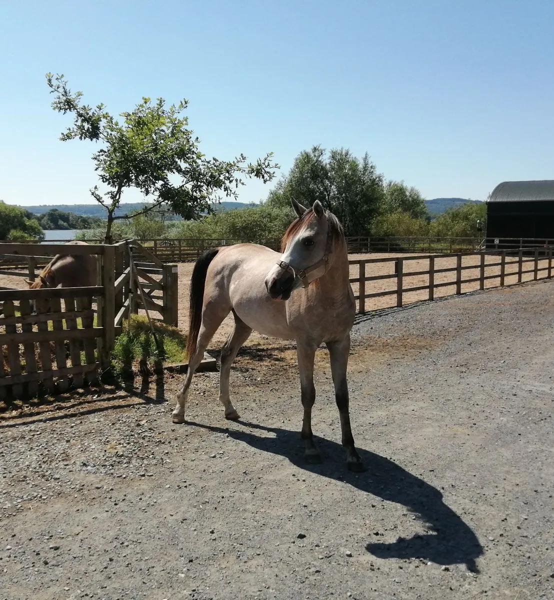Horse - Image 1