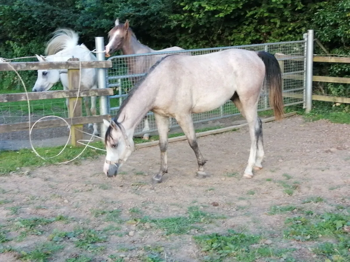 Horse - Image 2