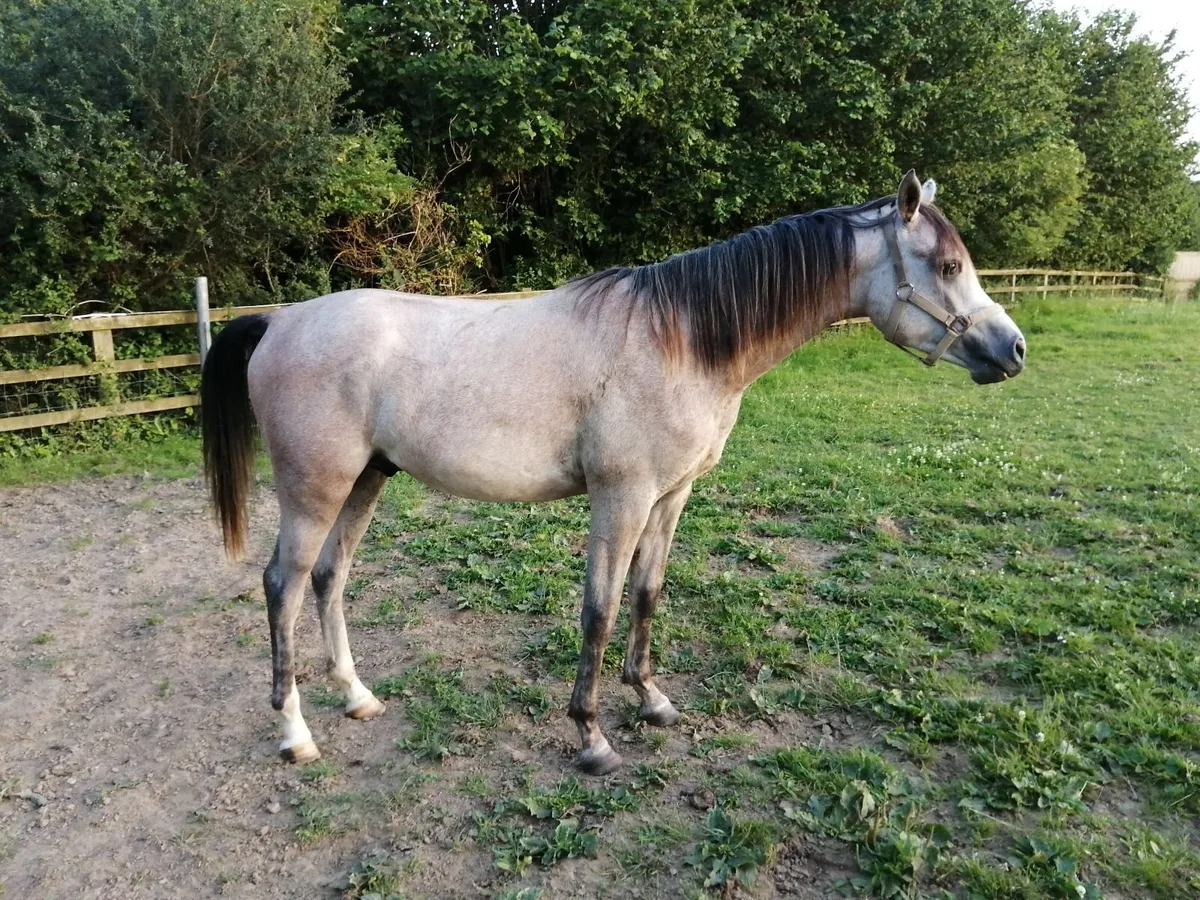 Horse - Image 3