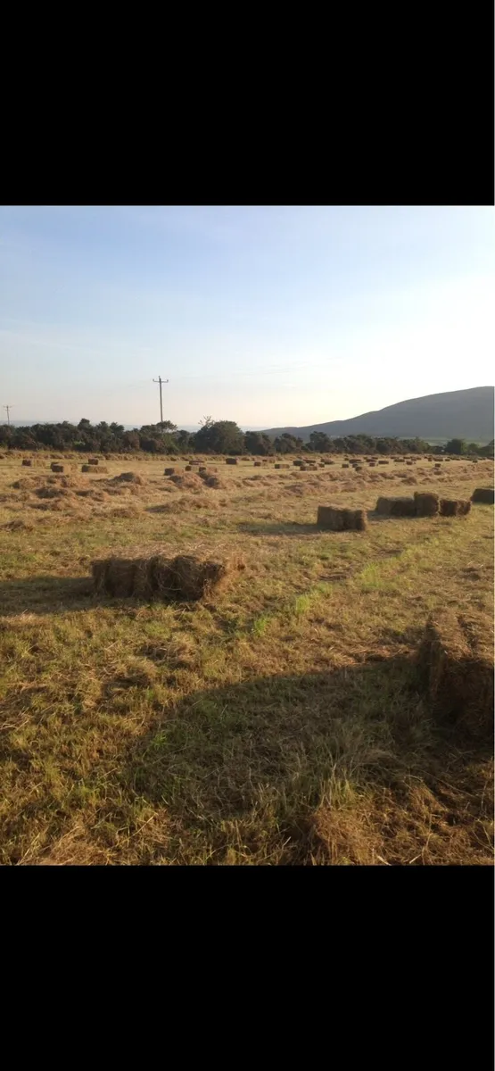 Small Square Bales Of Hay