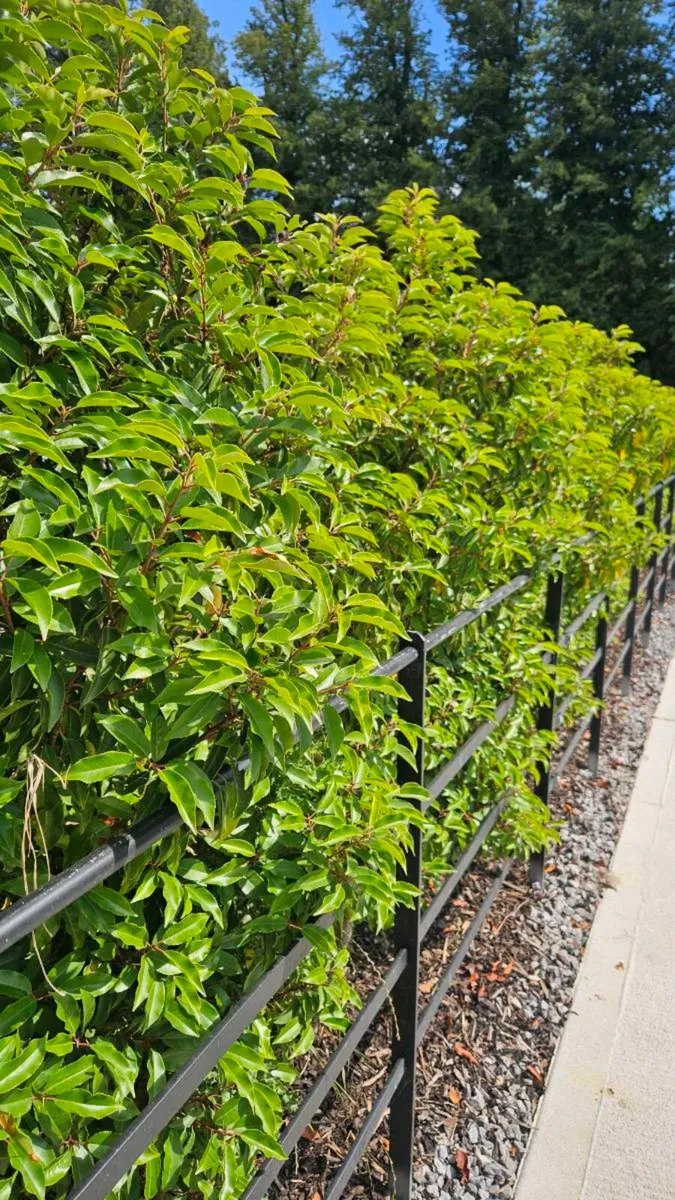 Portuguese Laurel Hedging - Image 1