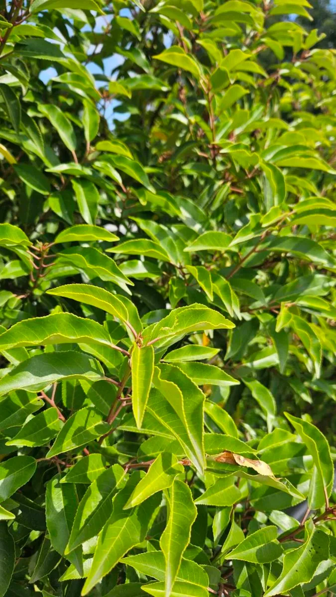 Portuguese Laurel Hedging - Image 2
