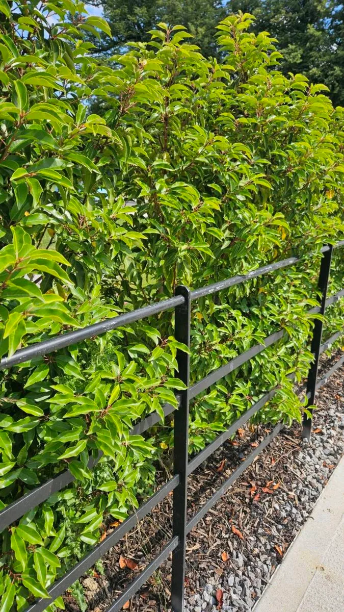 Portuguese Laurel Hedging - Image 3