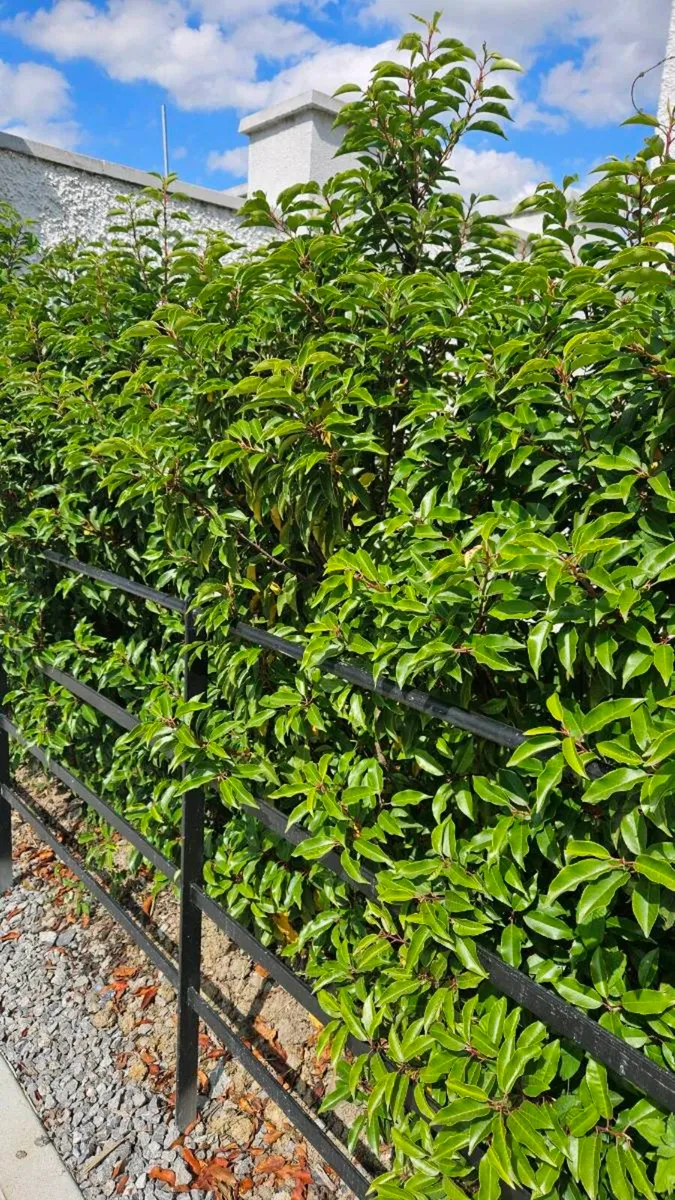 Portuguese Laurel Hedging - Image 4