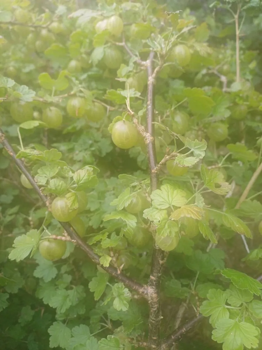 Fresh New season Gooseberries