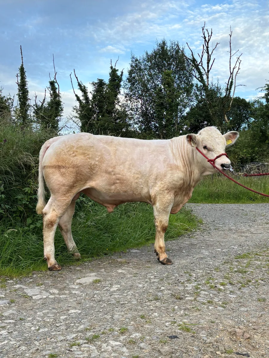 Show or Competition Bull