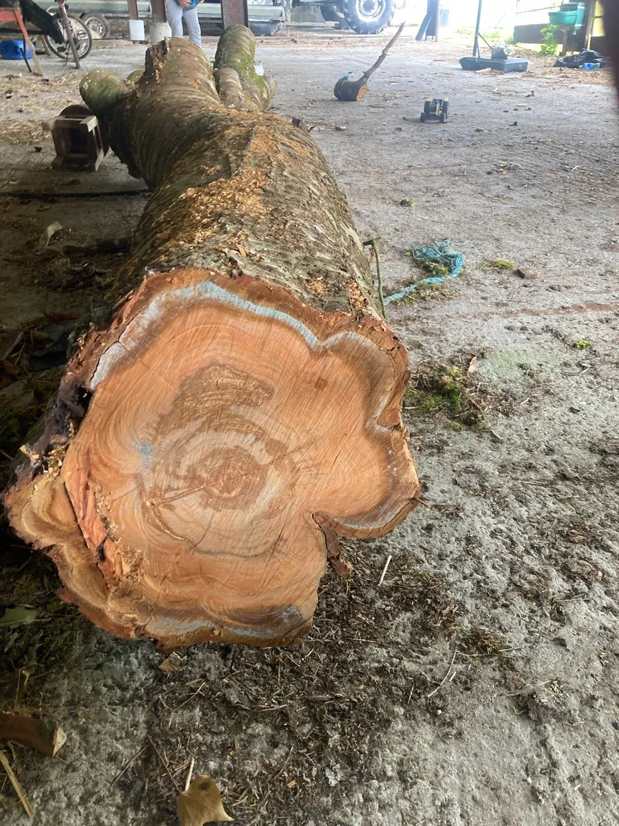 Timber cherry tree - Image 1