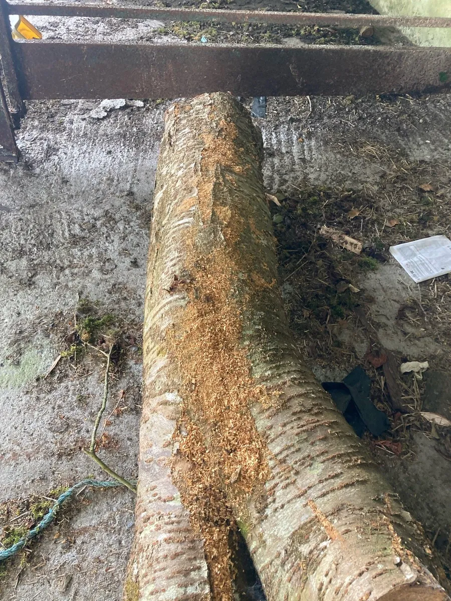Timber cherry tree - Image 2