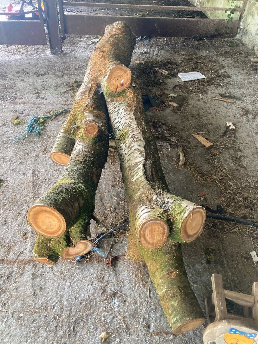 Timber cherry tree - Image 3