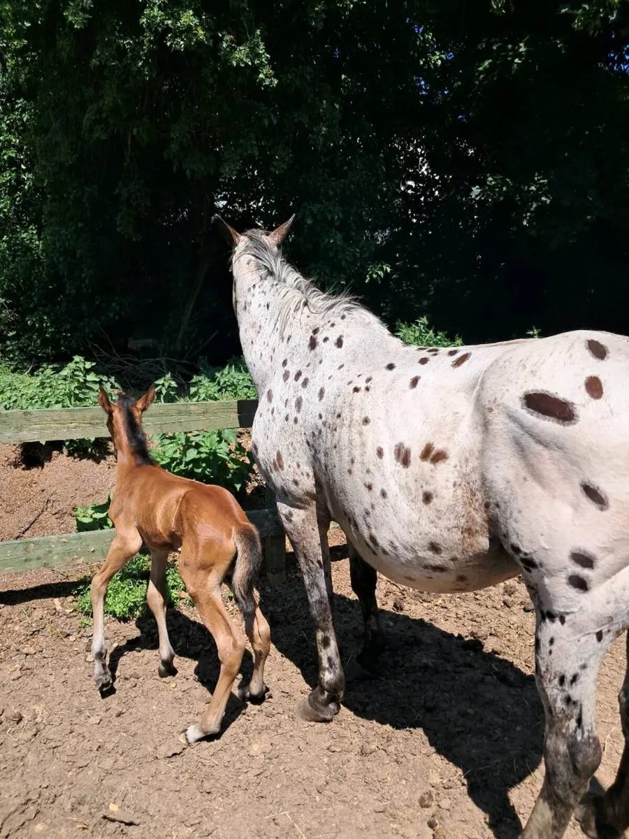 Appaloosa mare  and filly foal - Image 3
