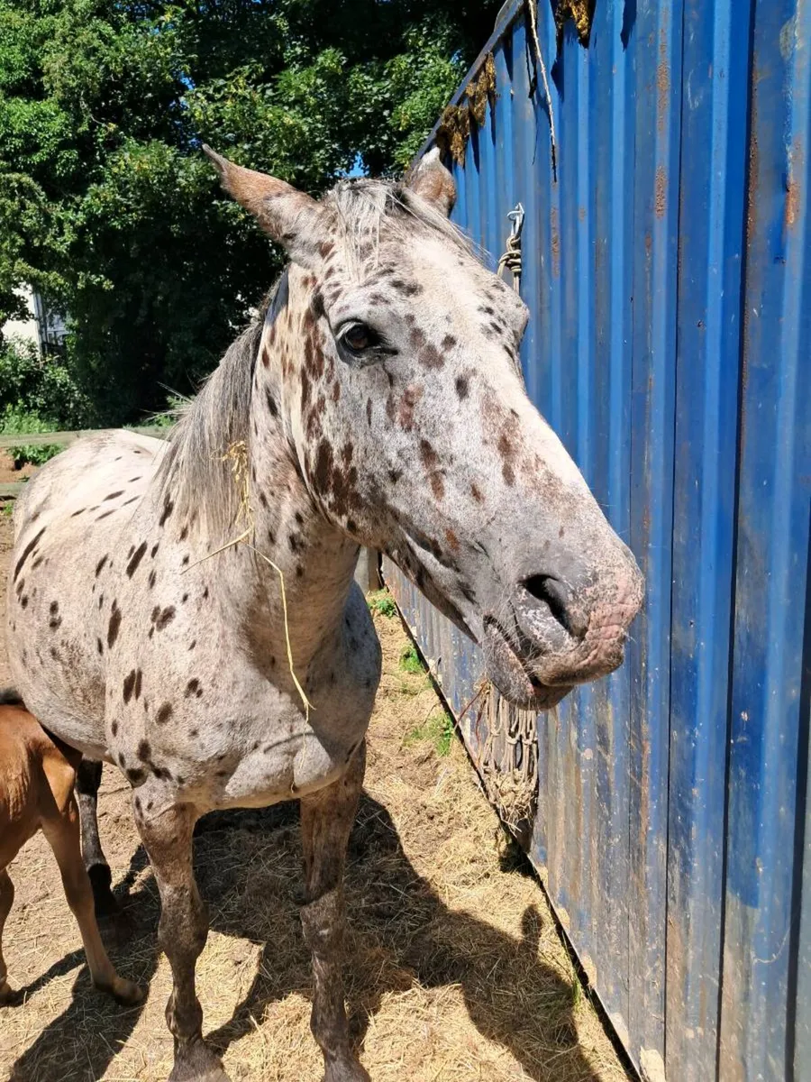 Appaloosa mare  and filly foal - Image 4