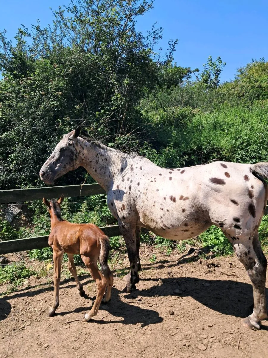 Appaloosa mare  and filly foal - Image 1