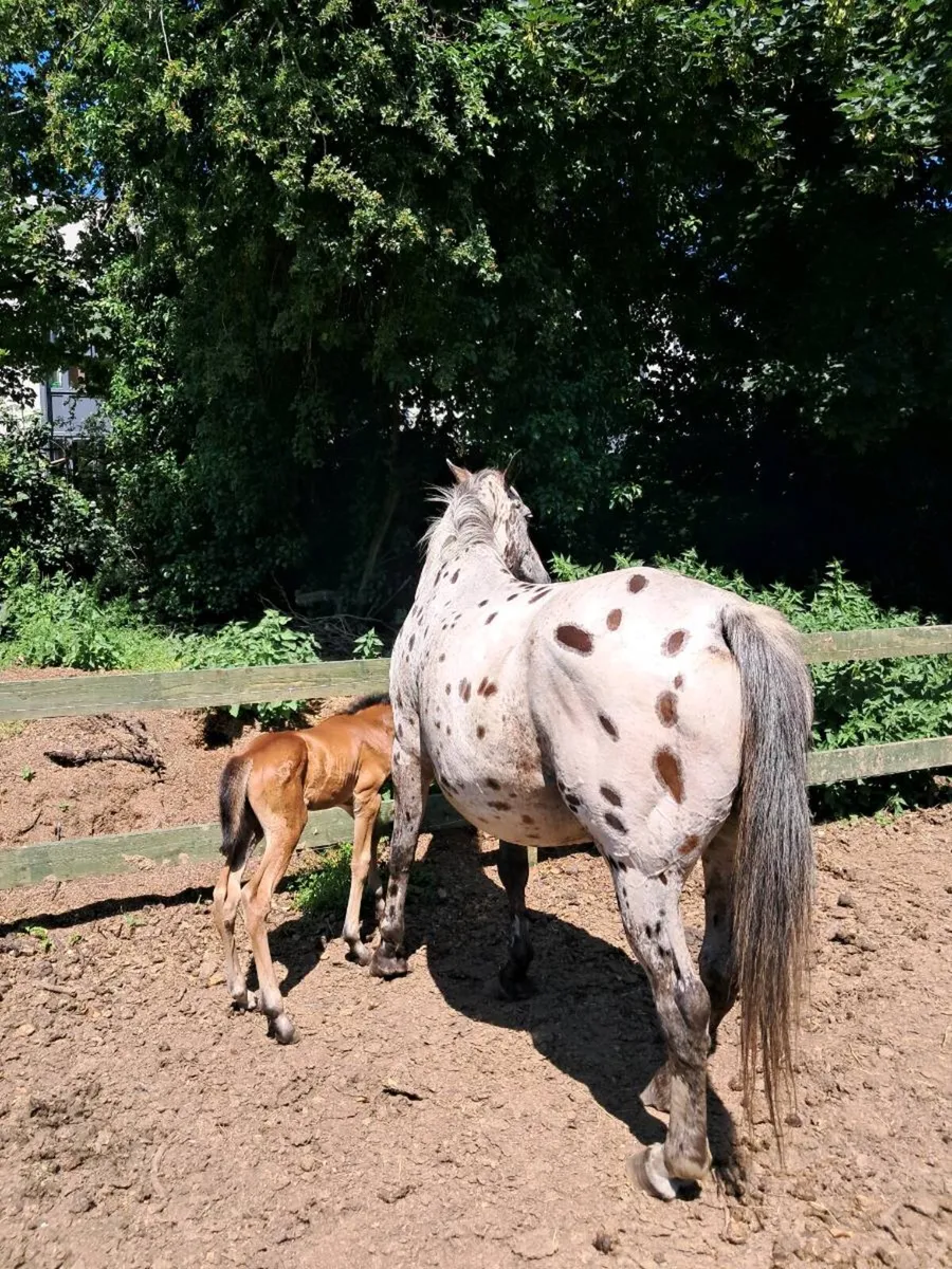 Appaloosa mare  and filly foal - Image 2