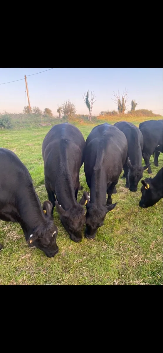 11 Angus store heifers - Image 1