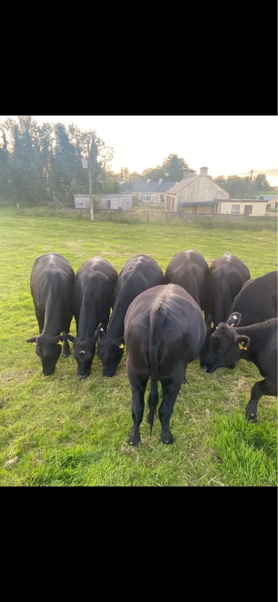 11 Angus store heifers - Image 2