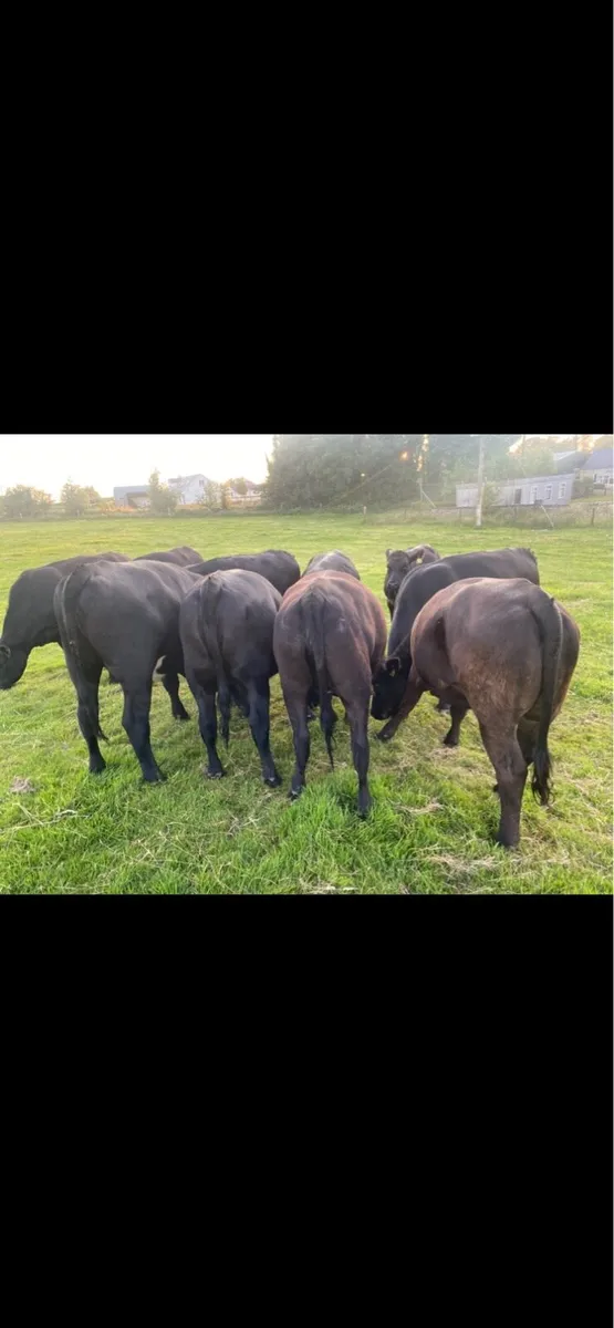 11 Angus store heifers - Image 3