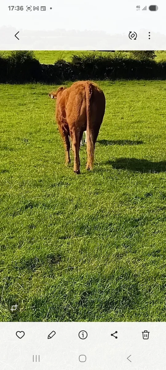 Breeding Heifer - Image 3