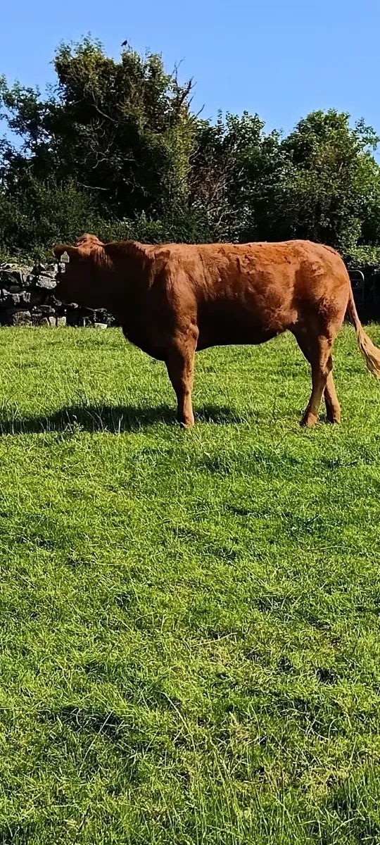 Breeding Heifer - Image 4
