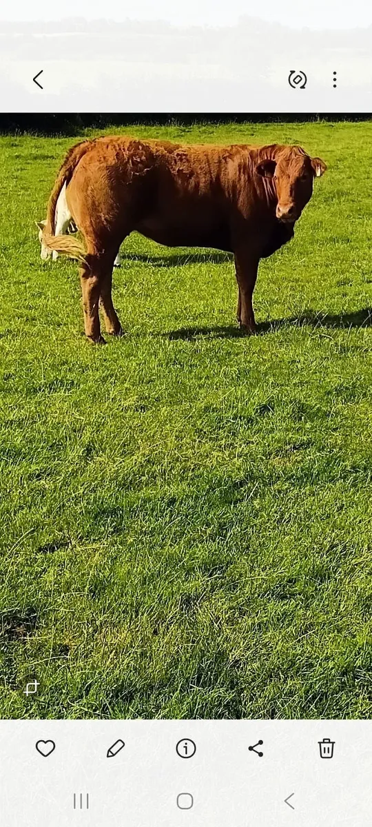 Breeding Heifer - Image 2