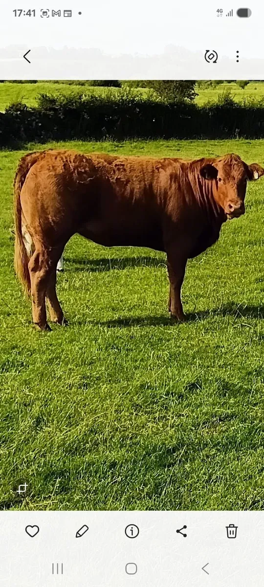 Breeding Heifer - Image 1