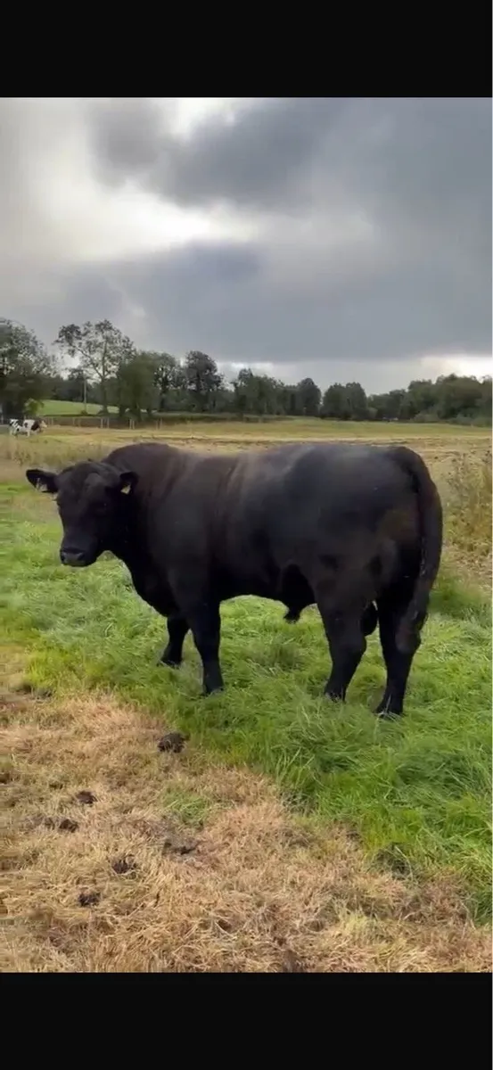 Angus bull - Image 2