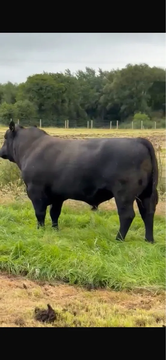 Angus bull - Image 1