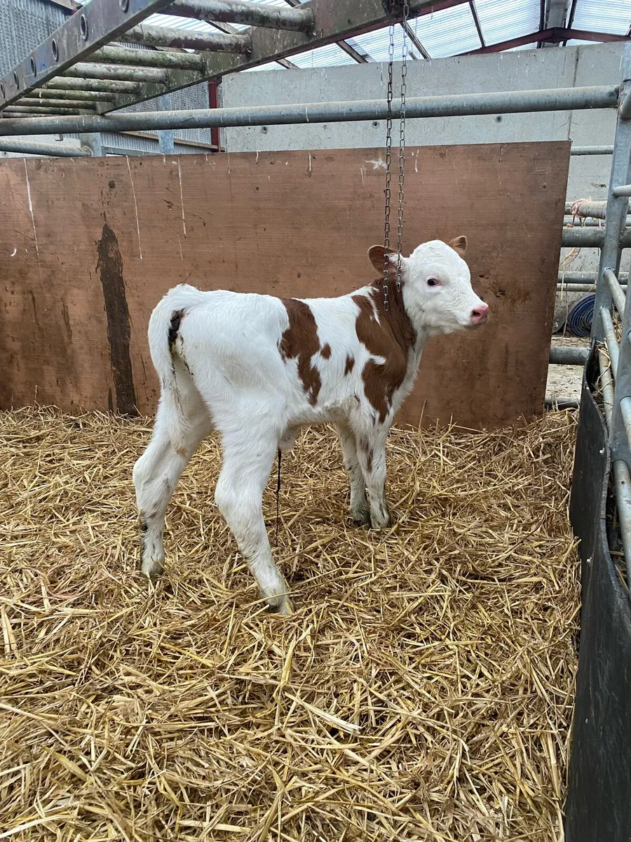 Calf - Image 1