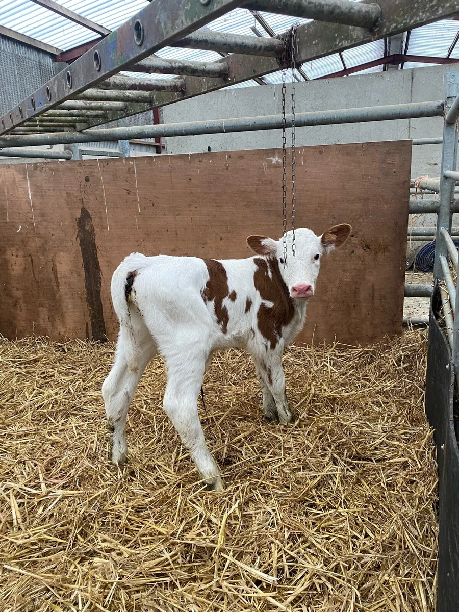 Calf - Image 2