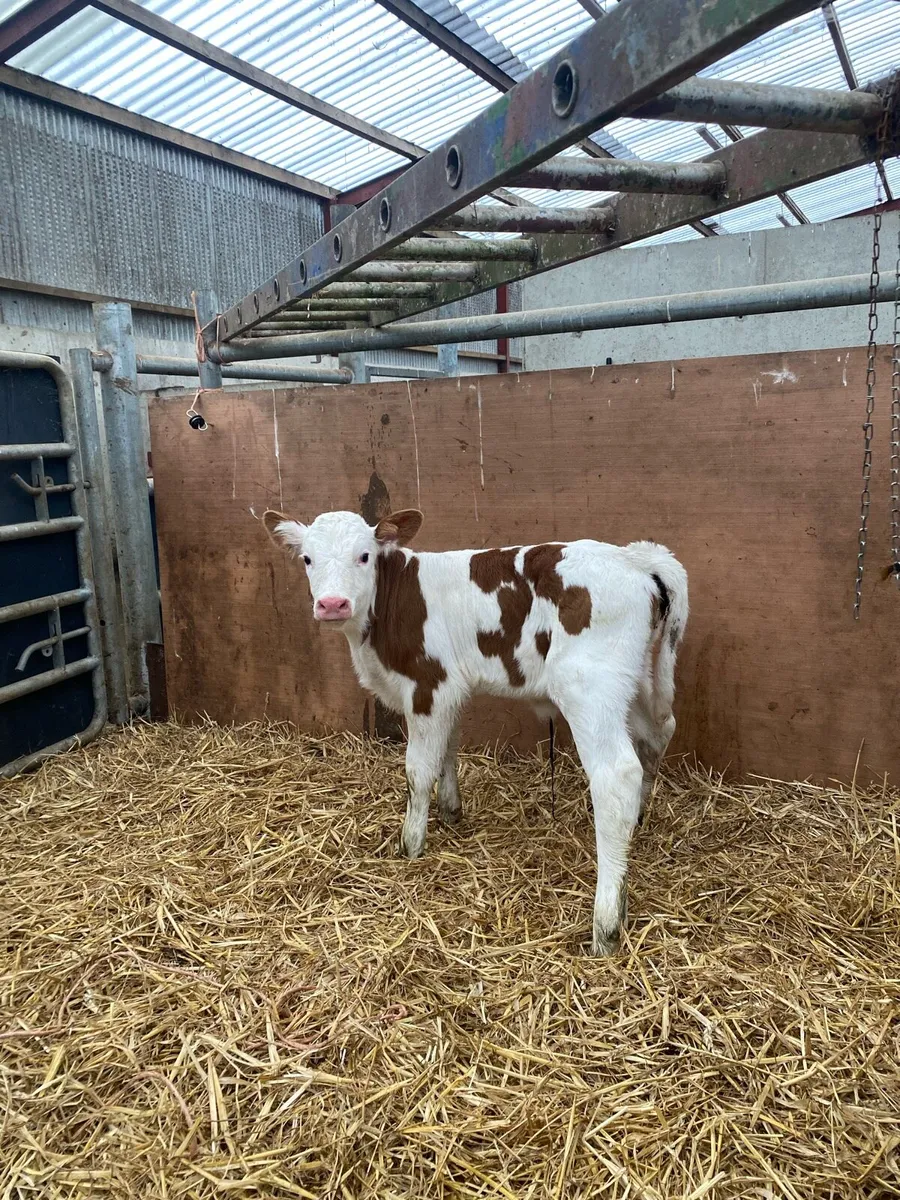 Calf - Image 3
