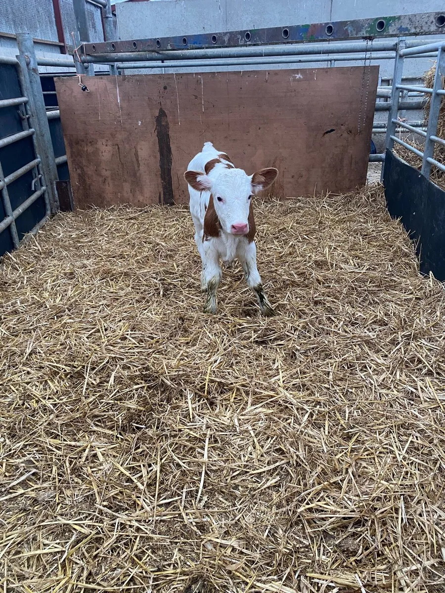 Calf - Image 4