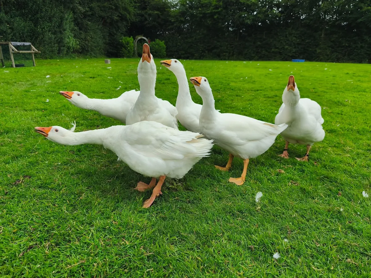 Embden geese - Image 1