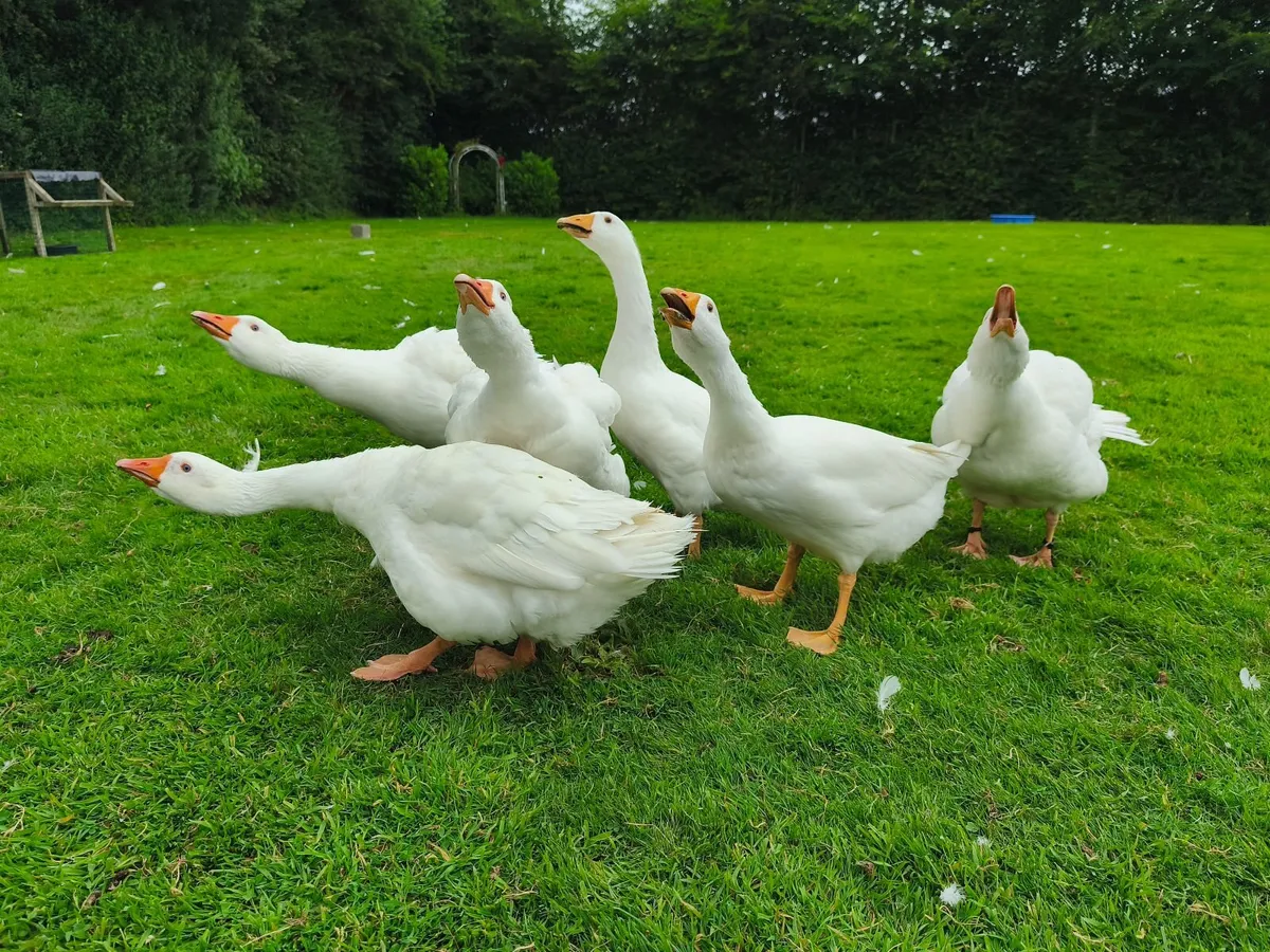 Embden geese - Image 2