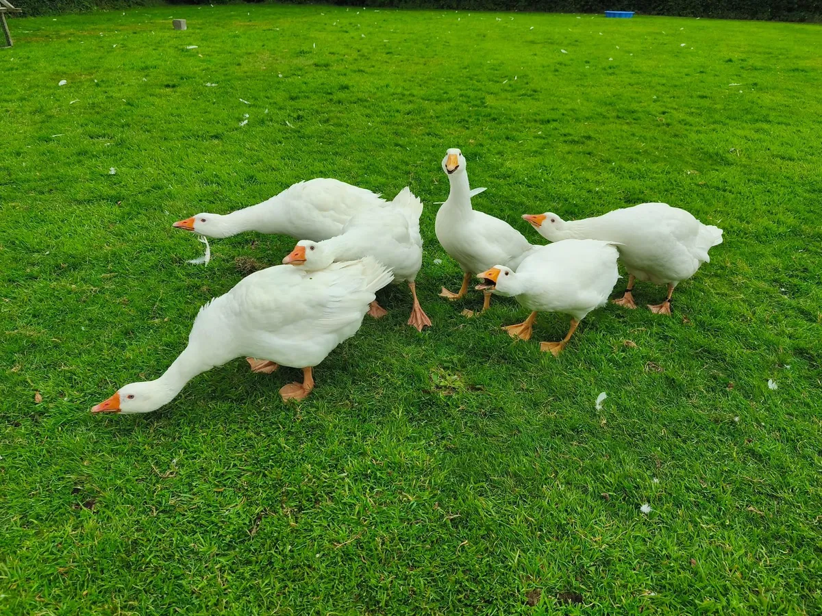 Embden geese - Image 3