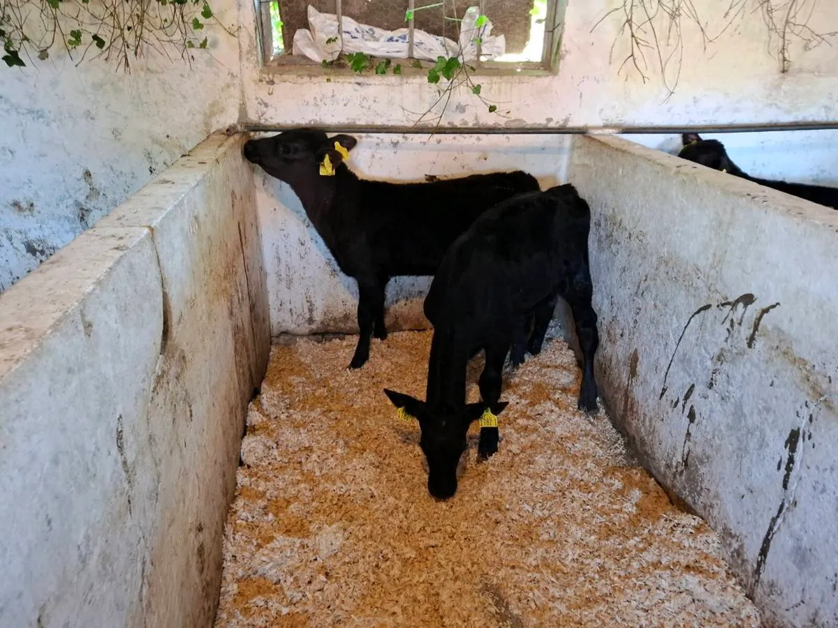 Calves for sale - Image 2