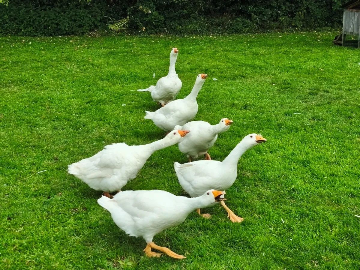 Embden geese - Image 4
